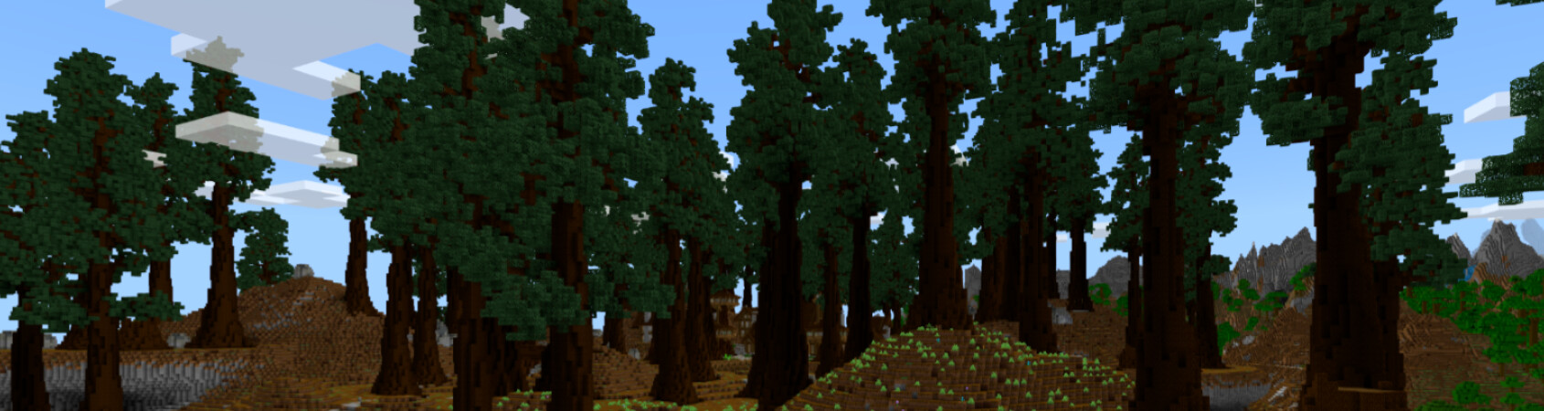 Redwood Forest Panorama